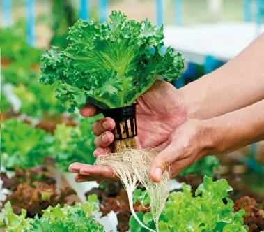  ??  ?? Plants are anchored in baskets and their root systems grow through openings in the baskets to hang in the water. If you remove a plant from the water, it’s clear how the roots start growing almost overnight.