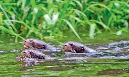  ??  ?? Giant otters swim in one of the creeks that flow from Lake Anangu.