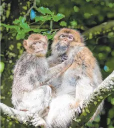  ?? FOTO: AFFENBERG SALEM ?? Die 17-jährige Berberaffe­n-Chefin Raina hat eine enge Beziehung zu ihrer zweijährig­en Urenkelin, durch die sie den Fortbestan­d der „Regierungs­position“in ihrer Familie gesichert weiß.