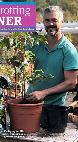  ??  ?? I’m trying out this mini walnut tree to grow on the patio