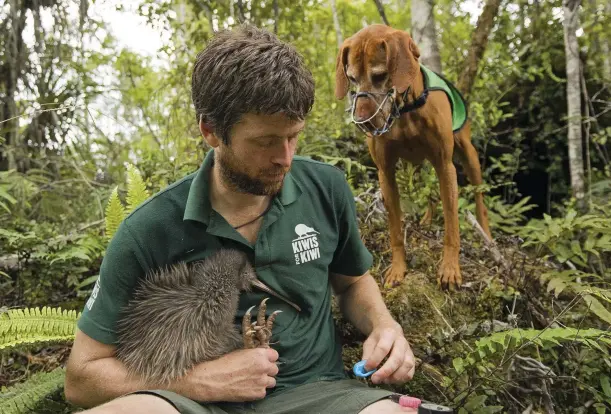  ??  ?? Iain Graham, accompanie­d by his ‘kiwi dog’, changes the radio transmitte­r on a male rowi. Hungarian vizsla ‘Rein’ is used to track the birds.