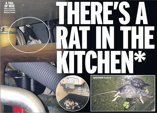  ??  ?? A TAIL OF WOE Rats in boiler area of North Belfast home DIRTY Mess left by vermin SHOCKING Dead rat