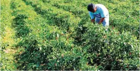  ??  ?? Farmers should also remember to always observe proper sanitation in their farms to prevent the attack of pests and diseases.