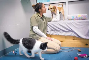  ?? MARLA BROSE/ JOURNAL ?? Kellie Villicano, a Lucky Paws adoption counselor, plays with Duffy, a 1-yearold Chihuahua mix and Mac, a 1-year-old cat who was diagnosed as having feline leukemia, but cats that have it can live normal lives.