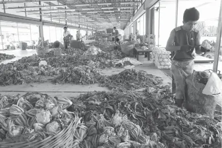  ?? SSB photo ?? FRESH PICK. A vegetable packer chops off extra leaves of cauliflowe­r at the Benguet Agri-Pinoy Trading Center before they are packed and delivered to the different market in the country.