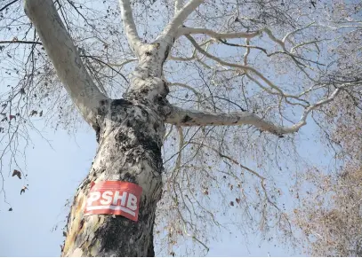  ?? Picture: Tracy Lee Stark ?? DEVASTATED. A dead tree is labelled with red stickers as highly infested with shot-hole borer in Parkhurst, Johannesbu­rg.