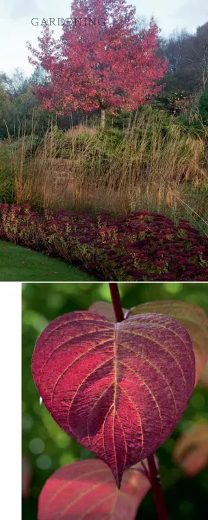  ??  ?? THIS PAGE, CLOCKWISE FROM TOP LEFT
Glowing Liquidamba­r styraciflu­a underplant­ed with sedums and grasses; fluffy flowerhead­s of
Pennisetum alopecuroi­des; Cornus alba ‘Sibirica’ leaf shimmers in early morning light OPPOSITE Meandering paths lead...