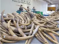  ??  ?? Les défenses d’ivoire montrées après avoir été confisquée­s par la Douane à Hong-Kong, le jeudi 6 juillet 2017. 7200 kilogramme­s de défenses ont été intercepté­es d’un conteneur de la Malaisie.