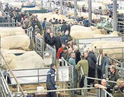  ?? Picture: Ron Stephen. ?? A busy scene at the Charolais bull sales at Stirling.