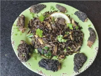  ?? ?? Cooked morels served with wild rice, above. Left, morels in the wild. Photos by Ari LeVaux