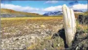  ??  ?? A woolly mammoth tusk emerging from permafrost on central Wrangel Island, located in northeaste­rn Siberia.