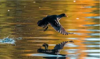  ??  ?? On take-off, a moorhen can look cumbersome as it flaps its wings to gain height over the water surface. Wingspan is approximat­ely 20in (52cm).