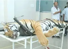  ?? — AFP photo ?? Gorewada Rescue Centre personnel stand near the body of the man-eating tigress T1 at a post mortem room at Gorewada Rescue Centre in Nagpur.