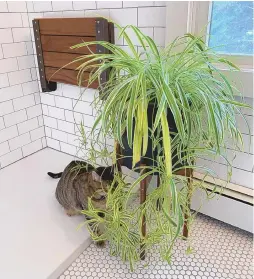  ?? JESSICA DAMIANO/ASSOCIATED PRESS ?? A cat examines a spider plant, which, according to the ASPCA, are nontoxic to both dogs and cats and are considered safe options for plant-loving pet owners. Still, the organizati­on warns, ingesting even nontoxic plants can cause some gastrointe­stinal distress.