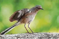  ??  ?? Northern mockingbir­ds will flash their white outer tail feathers along with white wing patches to ward off intruders.