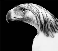  ??  ?? The photograph of a Philippine eagle is also included in the book ‘Endangered.’
