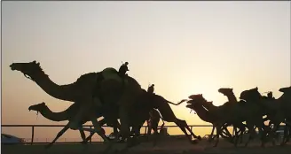  ??  ?? Camels compete in a race on Oct 20, in Kabad area, 50 kms southwest of Kuwait City. (AFP)