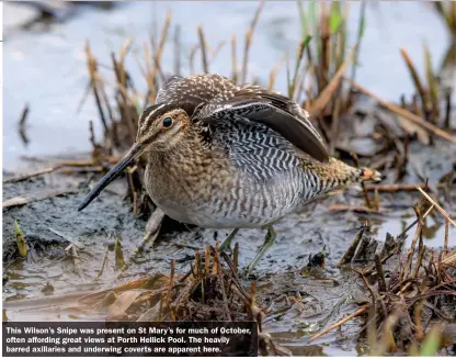  ?? ?? This Wilson’s Snipe was present on St Mary’s for much of October, often affording great views at Porth Hellick Pool. The heavily barred axillaries and underwing coverts are apparent here.