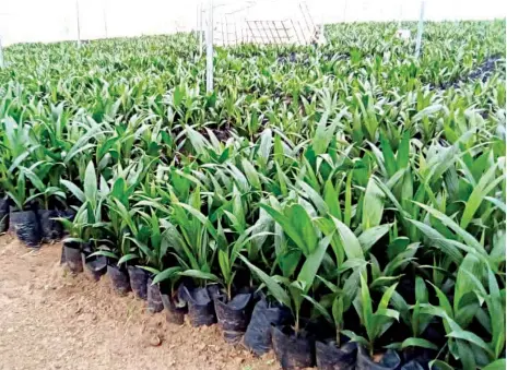  ?? PHOTO: GOOGLE IMAGE ?? Palm oil seedlings.