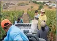  ??  ?? HANDS ON: Kurt Russell joins in grape-picking and enjoys tasting his wines, right