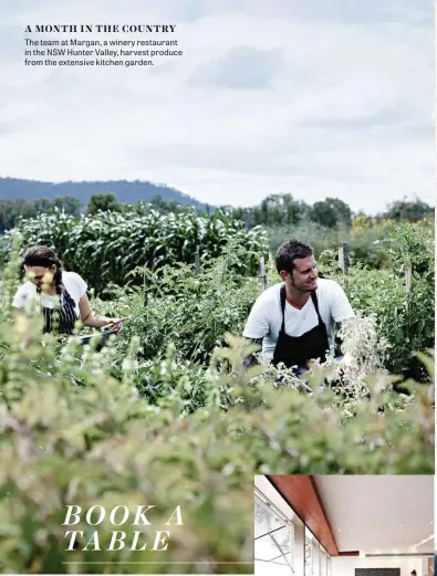  ??  ?? The team at Margan, a winery restaurant in the NSW Hunter Valley, harvest produce from the extensive kitchen garden.