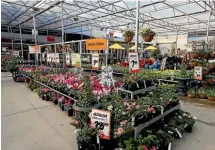  ??  ?? A well-stocked garden centre at Mitre 10 MEGA Nelson boasts an impressive display of colour.