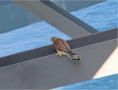  ?? Picture: PA. ?? View from the bridge: one of the kestrels on the Forth Road Bridge.