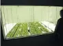  ?? SEAN KILPATRICK / THE CANADIAN PRESS FILES ?? Staff work in a grow room that can be viewed in the visitors centre at a Canopy Growth facility in Ontario.