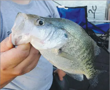  ?? NWA Democrat-Gazette/Flip Putthoff ?? Tips for catching crappie at Beaver Lake will be part of the fishing program on March 19 at Hobbs State Park-Conservati­on Area.