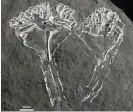  ?? Geological Survey/UKRI/PA ?? Artwork emphasises the fossil Auroralumi­na attenborou­ghii. Photograph: British