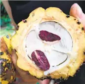  ??  ?? Cacao fruit cut through the middle. Grenada pioneered tree-to-bar chocolate in the region.