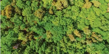  ?? Foto: Patrick Pleul, dpa ?? Anbieter von Wald als Geldanlage werben mit hohen Renditen. Doch es ist Vorsicht angebracht.