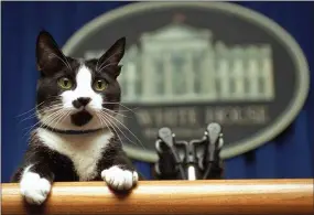  ??  ?? President Bill Clinton’s cat Socks peers over the podium in the White House briefing room in Washington.