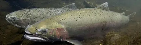  ?? United States Geological Survey ?? Mobility-challenged anglers would get closer to the steelheads if DCNR finds funding for an accessible dock on Elk Creek.