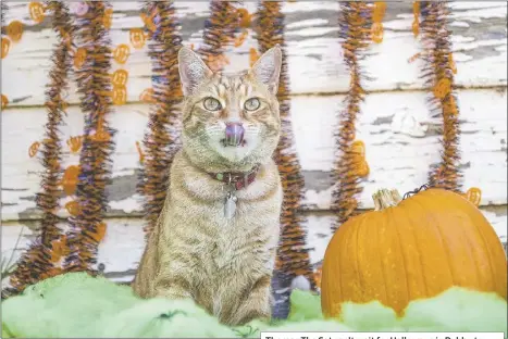  ??  ?? Thomas The Cat can’t wait for Halloween in Dubbo tonight. PHOTO: DUBBO PHOTO NEWS/EMY LOU