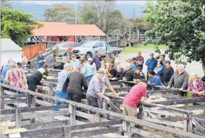  ?? LVN171219s­ales2 ?? Sheep at auction at Levin Saleyards.