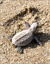  ?? — AFP photo ?? A baby Hawkbills turtle makes its way to the sea.