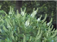  ?? PROVEN WINNERS ?? A summerswee­t shrub named Sugartina Crystalina grows only about 30 inches tall, sized perfectly for small spaces.