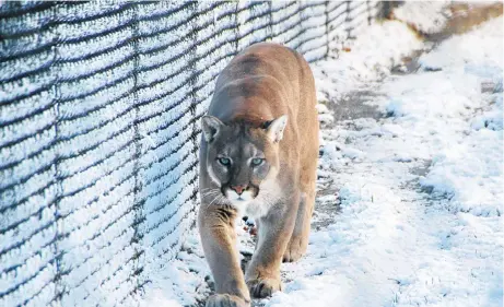  ?? FILE PHOTO ?? Whether or not there are any cougars in Nova Scotia remains a matter of much debate.