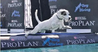  ?? FOTO: E. REINSCH ?? Das ganztägige Showprogra­mm der Hunde gehört zu den Highlights der Fachmesse in Dortmund. Erwartet werden dort an diesem Wochenende mehr als 8.000 Rassehunde.