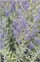  ??  ?? DREAMY: Russian sage, Blue Steel, is a compact variety.