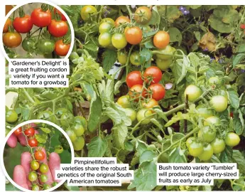  ?? ?? ‘Gardener’s Delight’ is a great fruiting cordon variety if you want a tomato for a growbag
Pimpinelli­folium varieties share the robust genetics of the original South American tomatoes
Bush tomato variety ‘Tumbler’ will produce large cherry-sized fruits as early as July