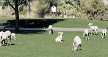 ?? Bighorn Institute ?? THE LA QUINTA City Council approved a plan to install a fence at the SilverRock Resort, above, to avoid a federal court battle with conservati­on groups that could derail its proposed 525-acre luxury developmen­t.