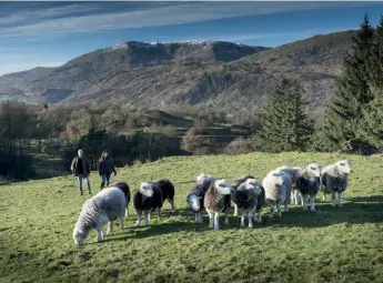  ??  ?? BELOW Jon and Jo Watson with their Herdwick flock – their Heritage Meats brand is renowned for flavour and quality