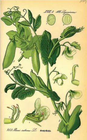  ?? ?? AN ILLUSTRATI­ON of the pea plant (Psium sativum) species that Mendel used in his experiment­s.