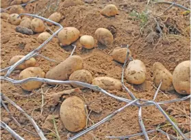  ?? FW ARCHIVE ?? LEFT:The high cost of production makes potatoes far more expensive to produce than maize, according to Potatoes SA.