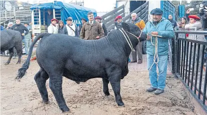  ?? PaTRicio pidal/aFv ?? El ternero llegó a la Exposición Rural desde chivilcoy