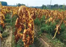  ?? AP PHOTO/EMERY P. DALESIO ?? Tobacco plants battered and bruised by Hurricane Florence stand unharveste­d in fields near Fremont, N.C., on Thursday. Farmer Craig West said the leaves are about as appealing and sellable as a bunch of bruised bananas, but they can’t be harvested anyway because the fields are too soggy after the storm.