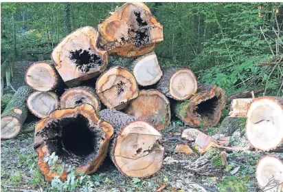  ?? FOTO: STADT WEGBERG ?? Zahlreiche Bäume wurden im Heuchter Bruch in Arsbeck abgeholzt. Die Fäulnissch­äden an den Stämmen sind deutlich zu erkennen.