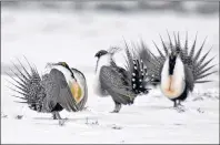  ?? DAVID ZALUBOWSKI/ASSOCIATED PRESS ?? Male greater sage grouse perform mating rituals for a female grouse, not pictured, on a lake outside Walden, Colo. in this file photo. The Calgary Zoo says it has reached a milestone by successful­ly reproducin­g highly endangered greater sage grouse at...